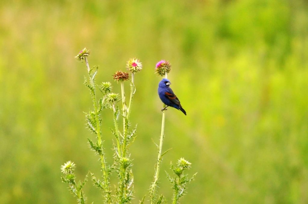 Isang imahe ng isang asul na grosbeak sa ibabaw ng isang tistle