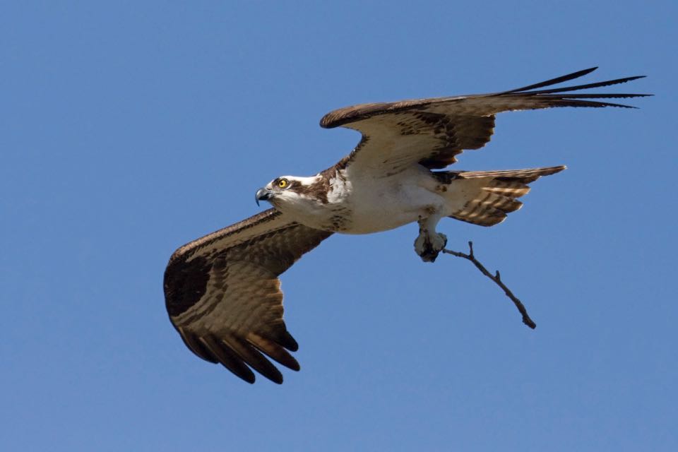 Isang imahe ng isang osprey na may hawak na patpat