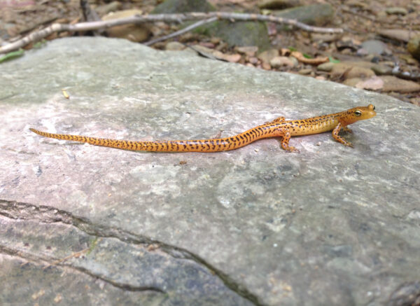 Isang imahe ng Eastern Long-Tailed Salamander
