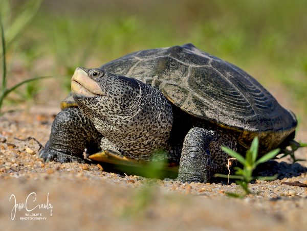 Isang imahe ng Northern Diamond-backed Terrapin