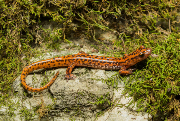 Isang imahe ng Cave Salamander