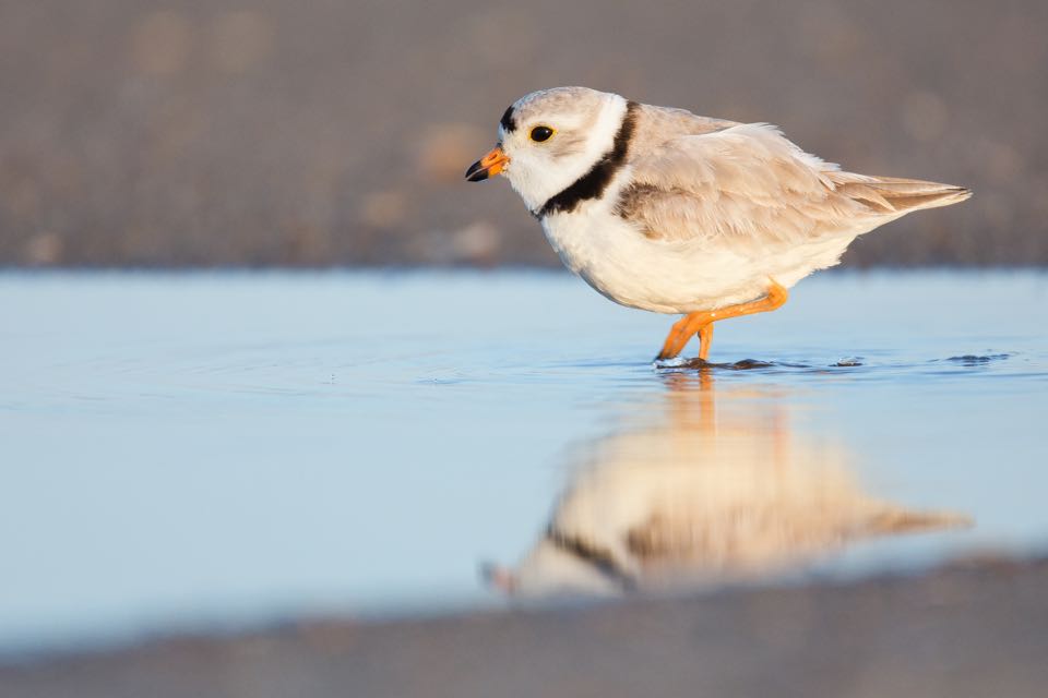Isang imahe ng endangered piping plover