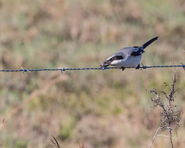Isang loggerhead shrike na tumatama sa isang tipaklong sa barbed wire 
