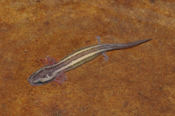 Isang imahe ng Common Mudpuppy