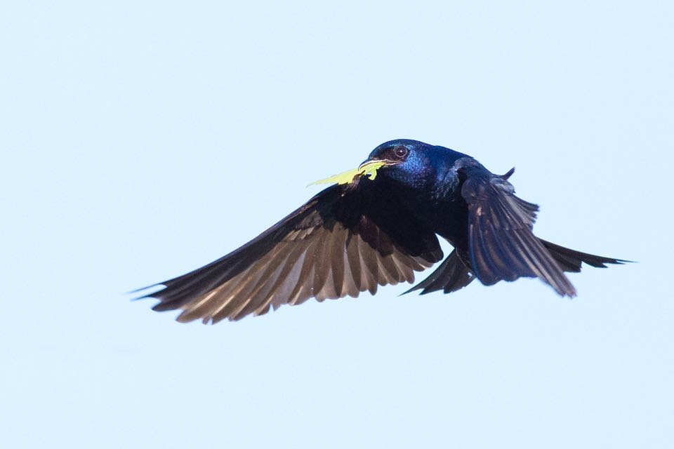 Isang imahe ng purple martin na may mga dahon sa tuka nito