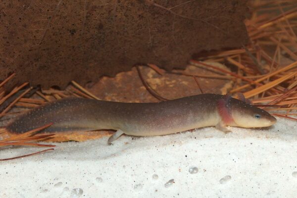 Isang imahe ng Dwarf Waterdog