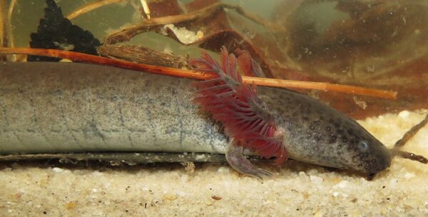 Isang imahe ng Eastern Lesser Siren