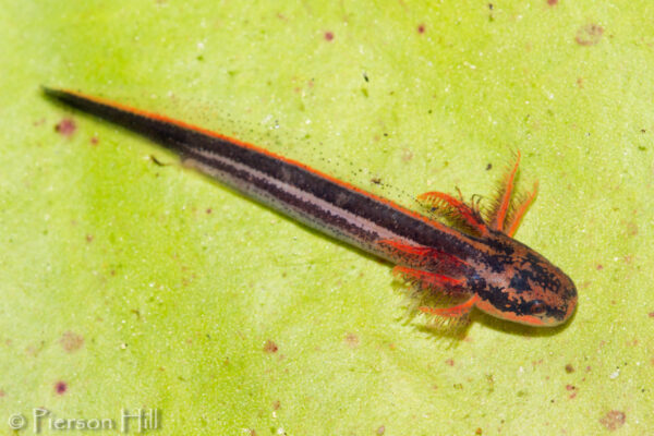 Isang imahe ng Greater Siren