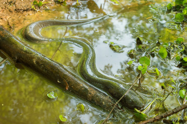 Isang imahe ng Two-Toed Amphiuma