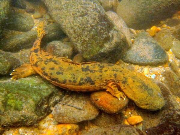 Isang Eastern Hellbender sa mga bato.