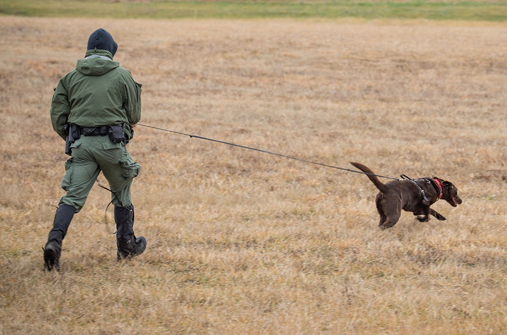 Isang larawan ng chocolate lab sa isang field sa isang 15 foot lead na nagbibigay-daan sa kalayaan ng aso at kontrol ng handler ng canine