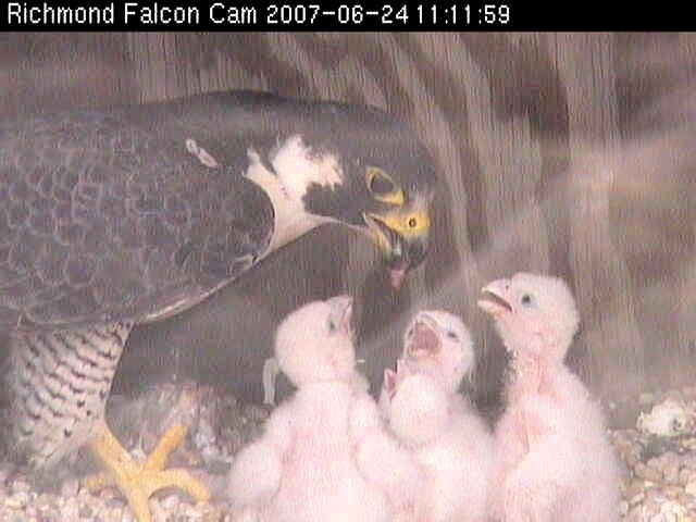 Ang 2007 anak ng mga bagong silang na falcon na may puting mga balahibo na nakatakip sa kanilang katawan habang nakatingala sila sa nasa hustong gulang na falcon na nagpapakain sa kanila.