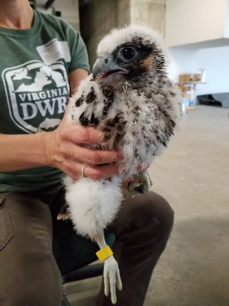 Malambot na kayumanggi at puting peregrine falcon na sisiw na hawak ng kawani ng DWR na may bagong naka-dilaw na tape