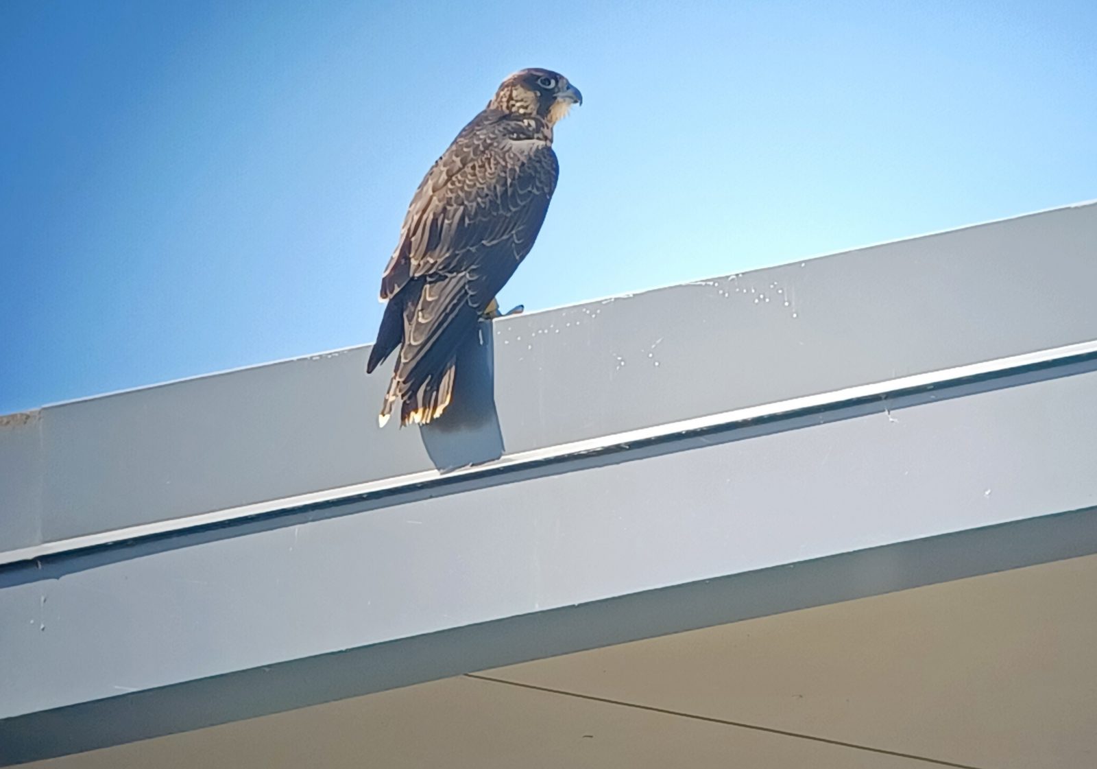 Isang imahe ng falcon na pinangalanang Yellow ang nakadapo sa bubong ng isang gusali