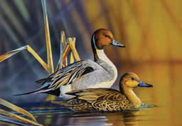 Isang larawan ng likhang sining ng 2025–2026 Virginia Waterfowl Stamp