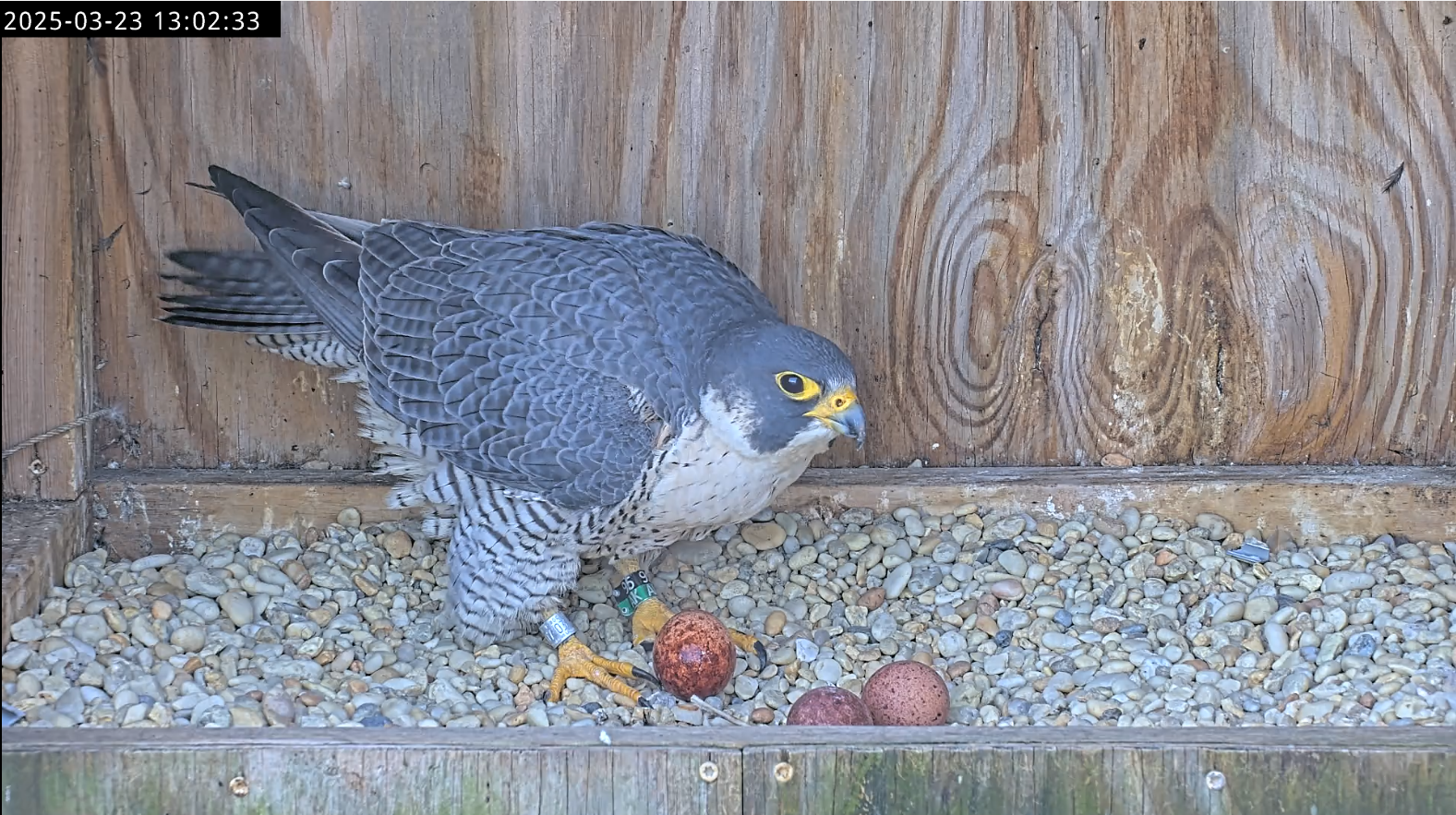 Ang Richmond female falcon, 95/AK, ilang segundo pagkatapos mangitlog ng kanyang ikatlong itlog noong Linggo, Marso 23rd.