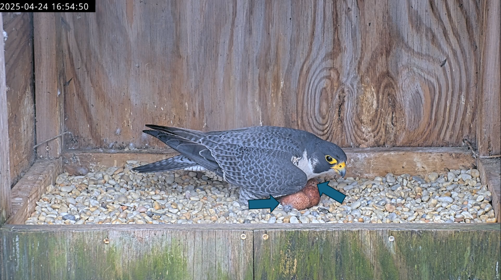 Pips sa mga itlog na ipinahiwatig ng mga asul na arrow na nakaturo dito.