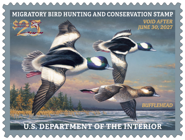 Ang 2026–2027 pederal na Migratory Bird Hunting and Conservation Stamp, na nagtatampok ng likhang sining ng tatlong bufflehead na lumilipad