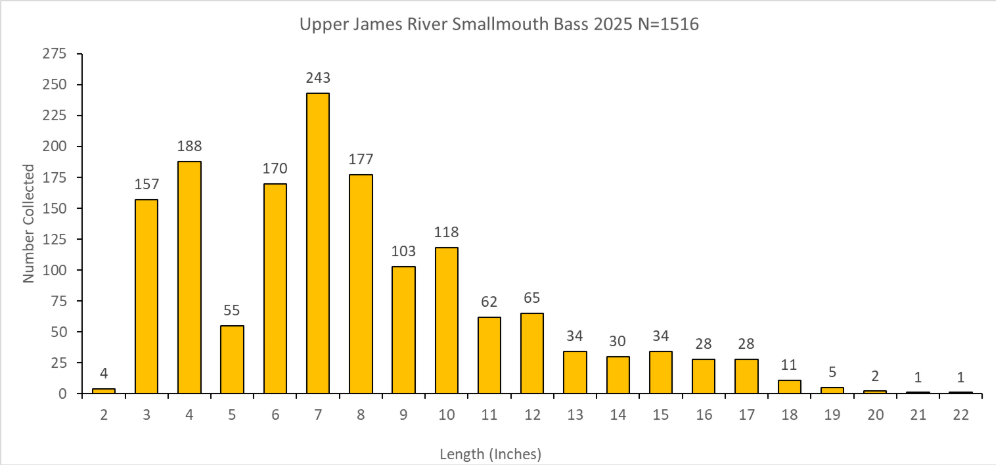 Bar chart ng haba-dalas para sa Upper James River smallmouth bass na nakolekta sa 2025.