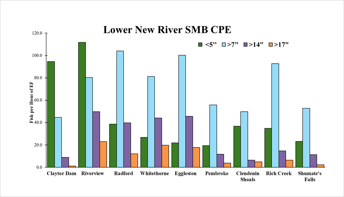 Bar chart ng taglagas 2025 Mga rate ng panghuhuli ng smallmouth bass sa New River sa ibaba ayon sa seksyon ng ilog at klase ng laki.
