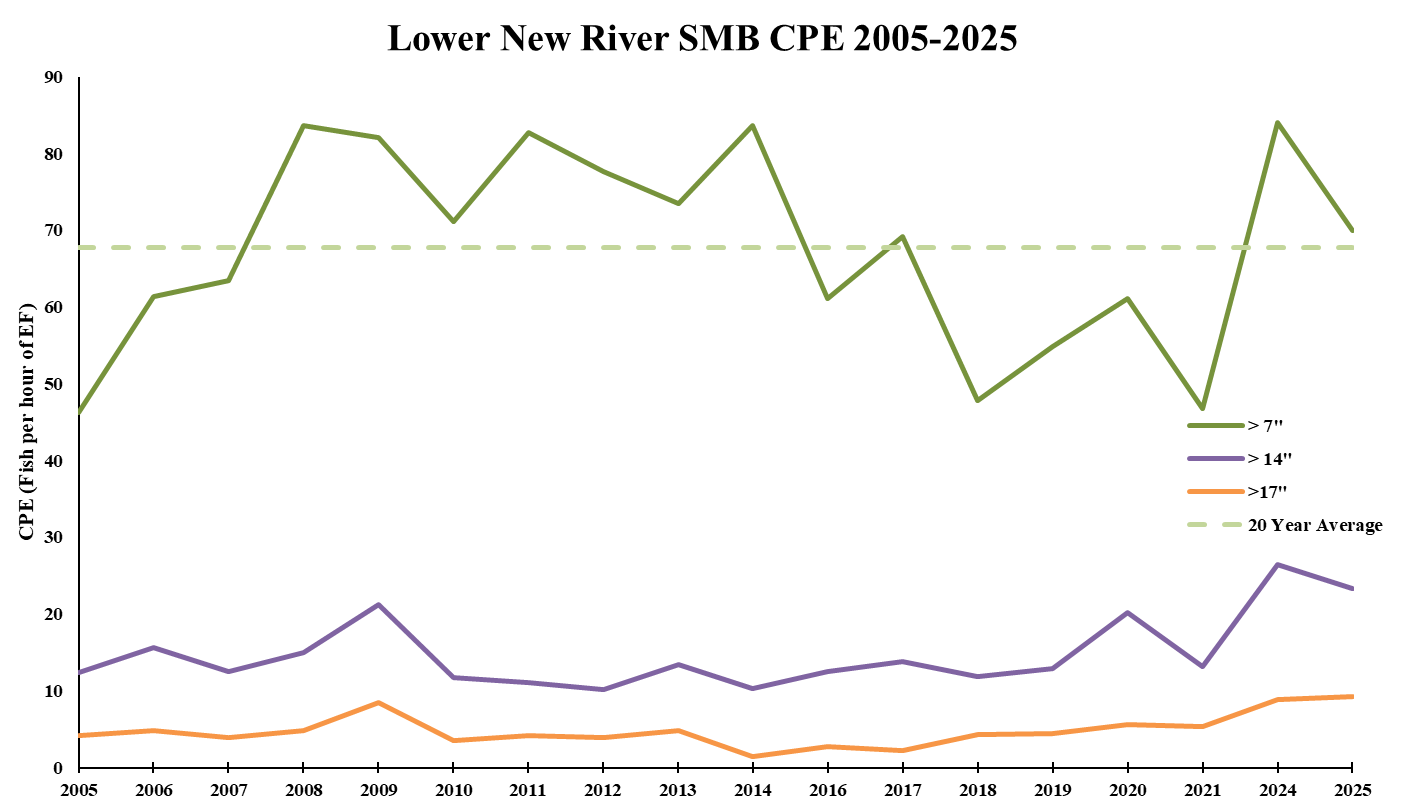 Line chart ng mga rate ng panghuhuli ng Lower New River smallmouth bass ayon sa klase ng laki mula 2005 hanggang 2025.
