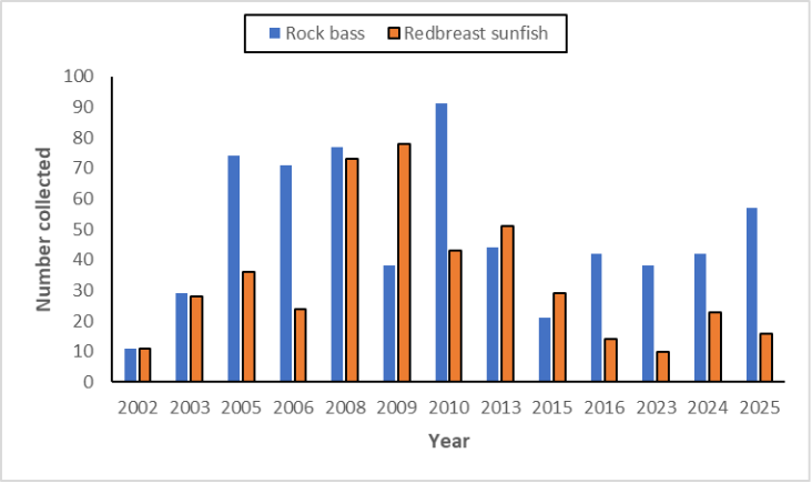 Bar chart na naghahambing sa rock bass at redbreast sunfish na nakolekta bawat taon sa North Fork Holston River.