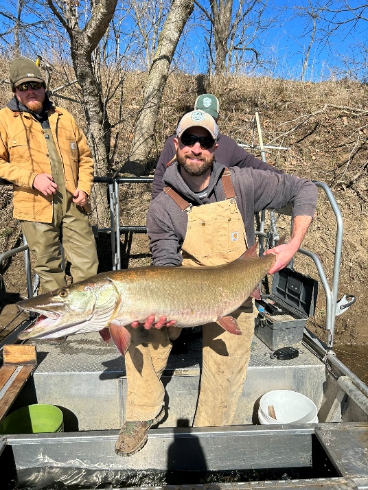 Mangingisda sa isang bangka na may hawak na malaking isdang musky sa South Fork Shenandoah River.