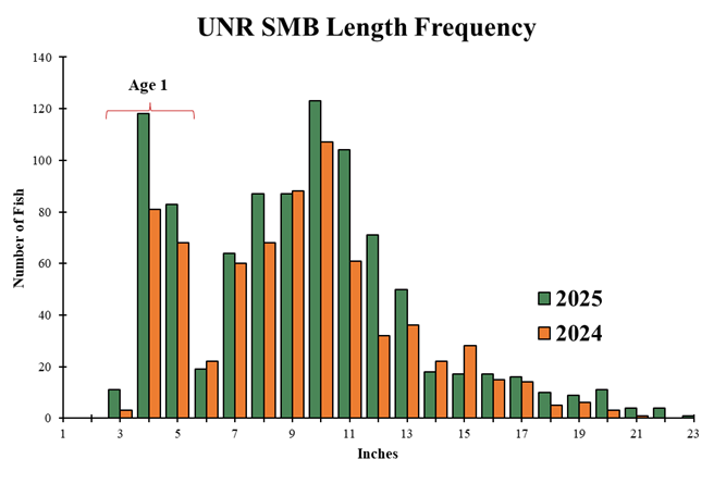 Bar chart ng haba-dalas na naghahambing sa Upper New River smallmouth bass na nakolekta sa 2024 at 2025.