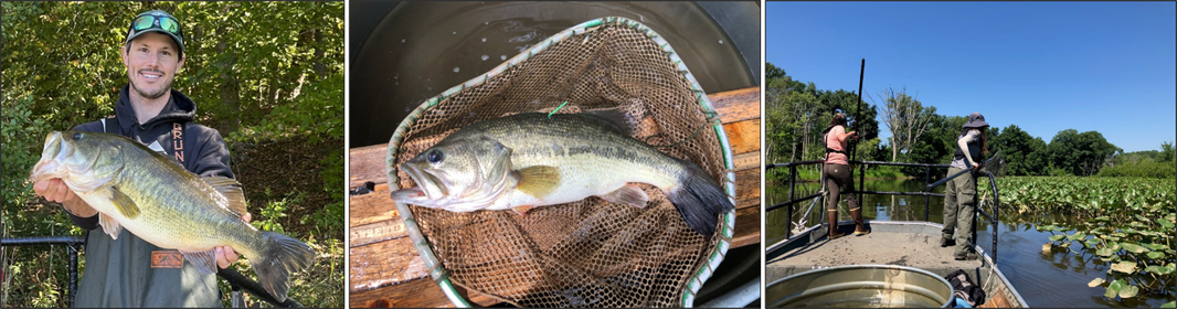 Collage na nagpapakita ng largemouth bass at mga biologist na kumukuha ng sample ng mga halamang tirahan sa baybayin ng ilog na may tidal flow.