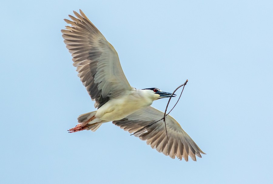  Black-crowned Night-Heron na may hawak na stick