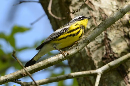 Isang imahe ng magnolia warbler sa isang sanga