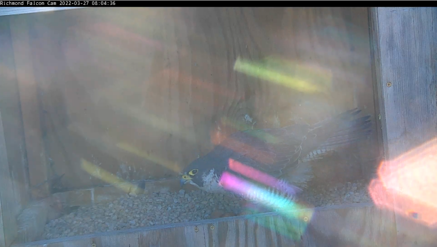 Ang babaeng falcon at tatlong itlog.