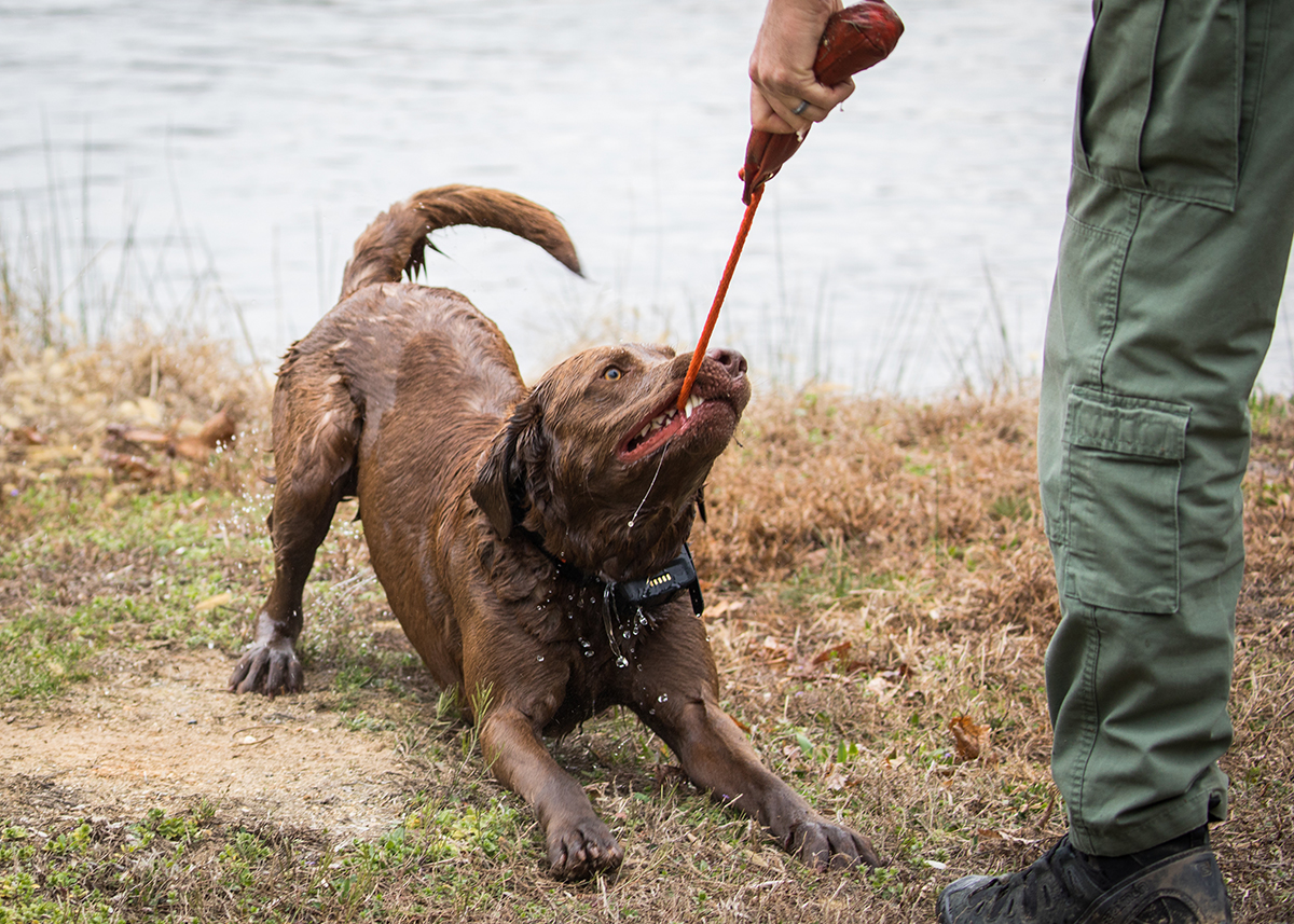 Bruno na nakikipaglaro sa kanyang opisyal, mahalagang panatilihing masaya ang pagsasanay at nakakaengganyo para sa mga aso