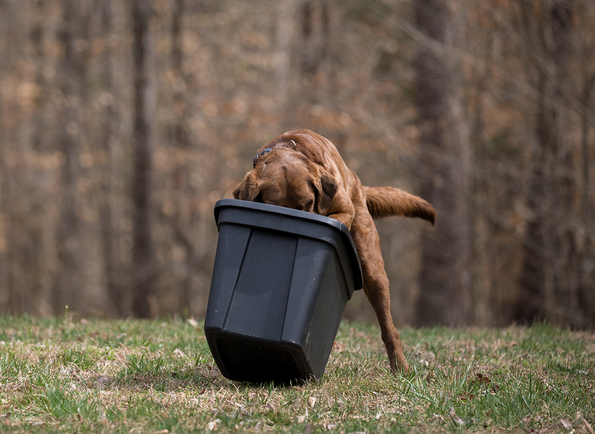 Ang sigasig ni Bruno na tapusin ang trabaho ay makikita habang nakita niya ang karne ng wildlife sa lalagyan.