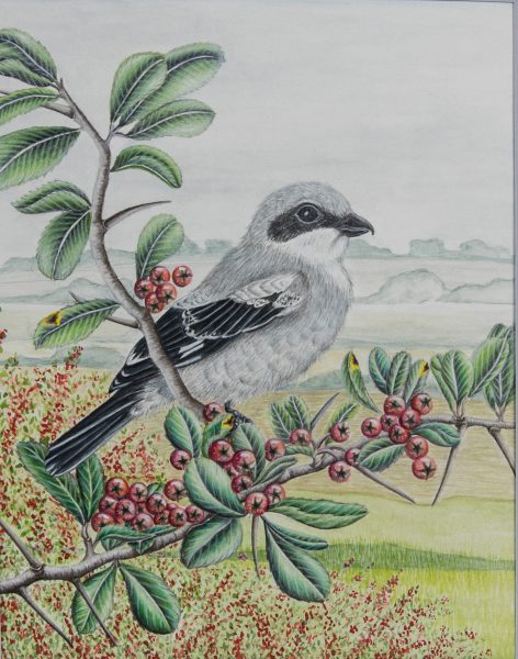 Loggerhead Shrike artwork ni Virginia Cannici. Ang nagwagi na ito ng DWR's Restore the Wild art contest ay gagamitin upang i-promote ang Restore the Wild na inisyatiba at itaas ang kamalayan ng Loggerhead Shrike.