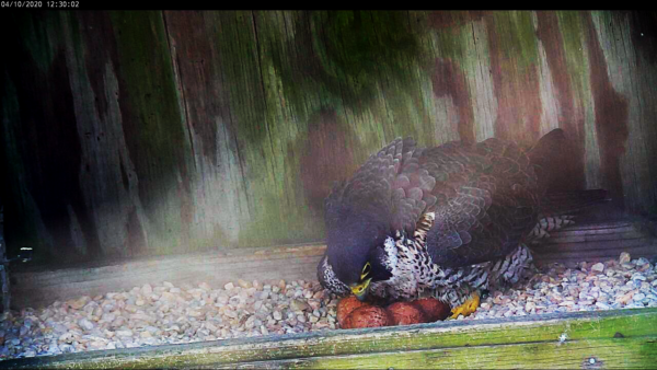 Isang imahe ng babaeng peregrine falcon at ang kanyang apat na itlog