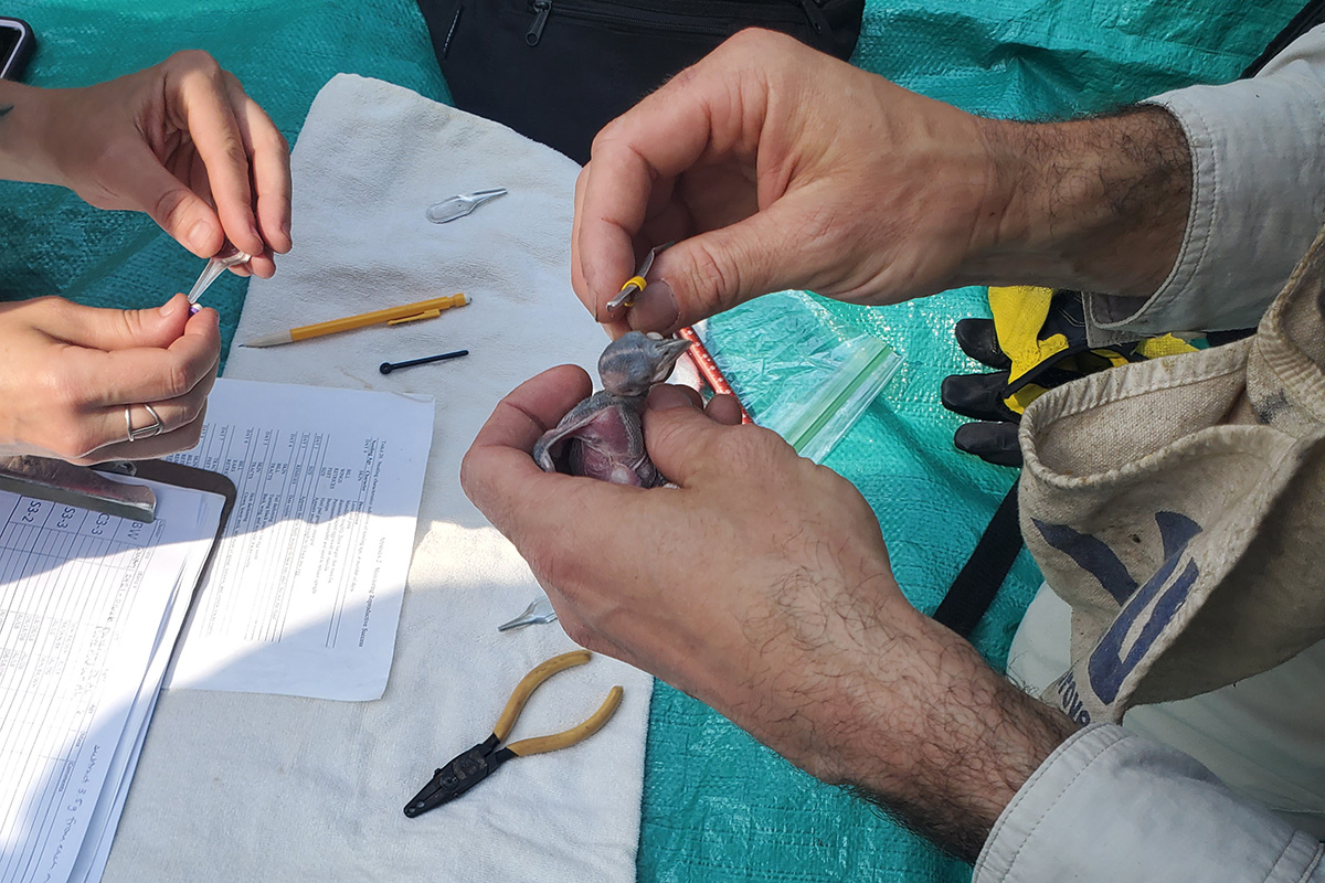 Ang isang red-cockaded woodpecker chick ay binigkisan ng dalawang biologist.