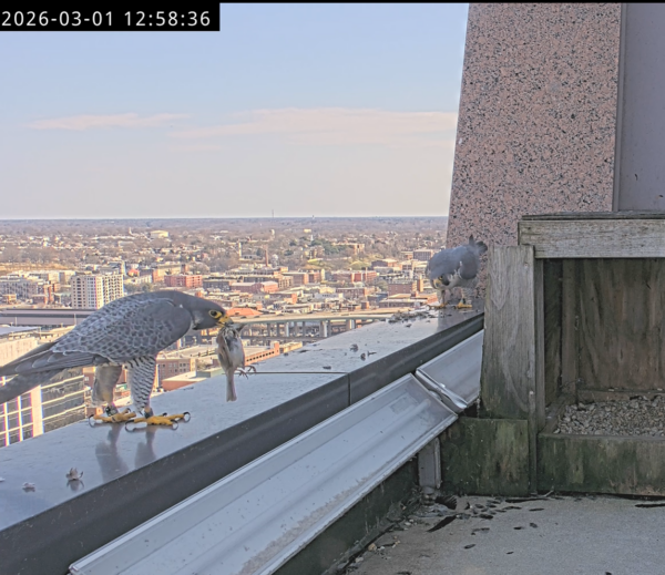 Dalawang falcon sa gilid ng isang skyscraper. Ang isa ay may hawak na mas maliit na ibon sa kanyang bibig.