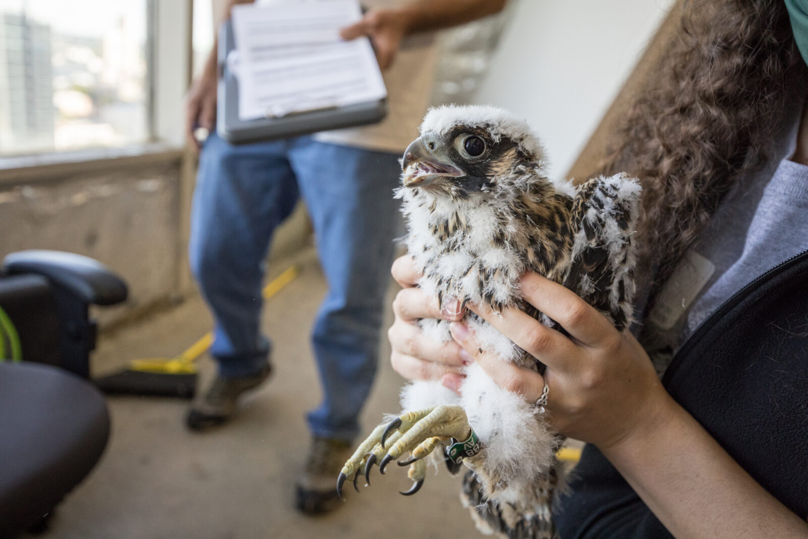 Ang falcon chick ay maaari na ngayong makilala ng mga nanonood gamit ang 88/AV band sa kaliwang binti nito.