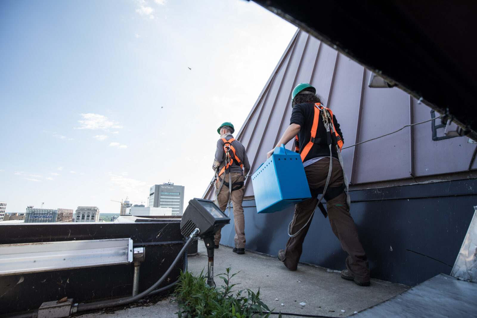 Ang mga biologist ng DGIF ay papunta sa nest box. Ang mga adult na lalaki at babaeng falcon ay makikitang umiikot sa itaas.