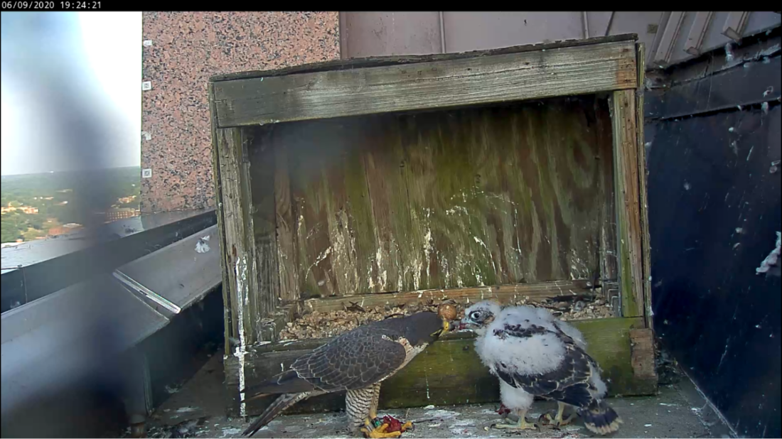 Ang nasa hustong gulang na babae at ang kanyang apat na linggong sisiw ay nagsalo ng pagkain sa labas ng nest box 
