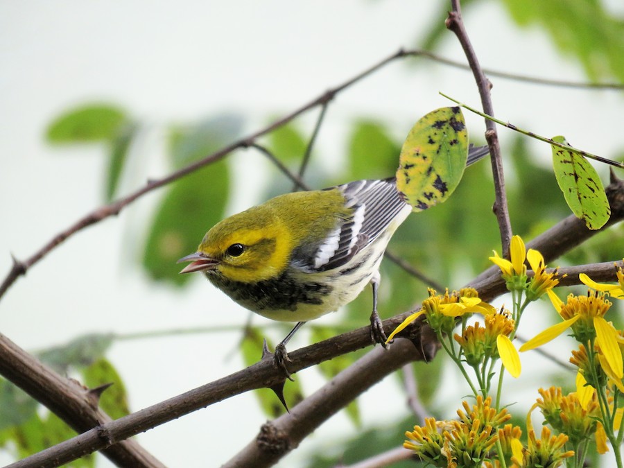 Isang imahe ng isang black throated green warbler sa isang puno