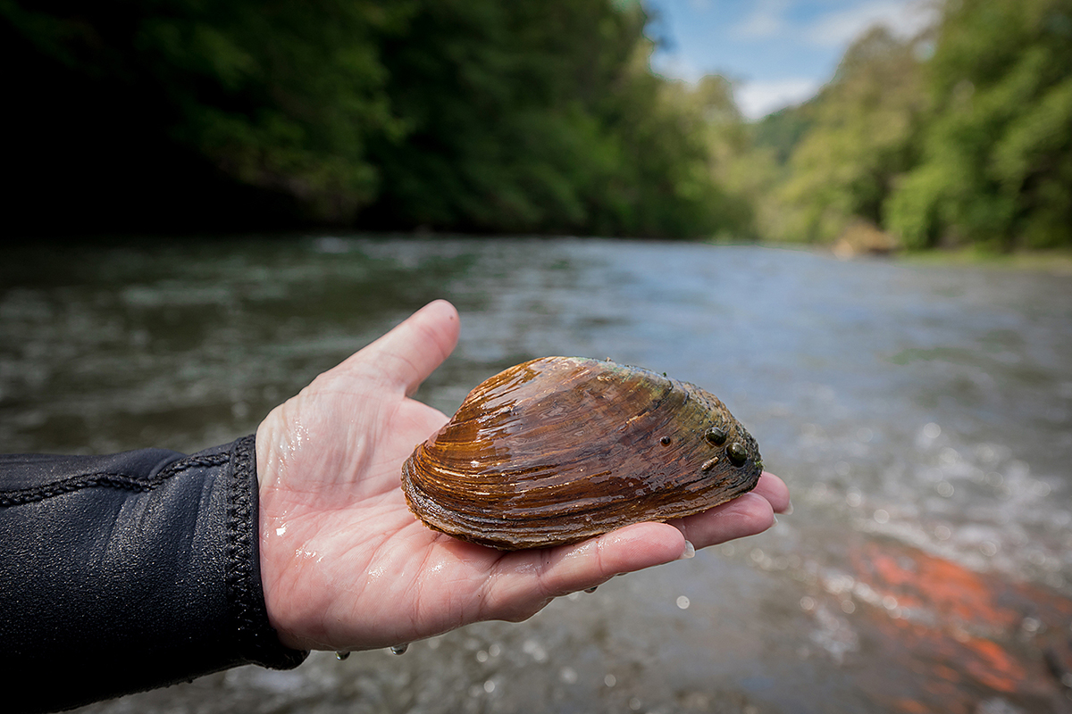 Isang imahe ng isang taong may hawak na malaking freshwater mussel na kasing laki ng kanilang kamay; na natagpuan sa ilog na nakalarawan sa likod nila.