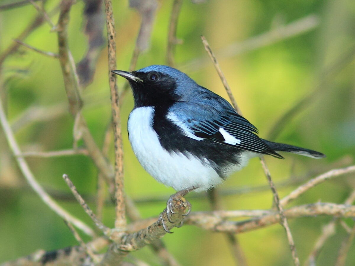 Isang imahe ng Male Black-throated Blue Warbler ang ibong ito ay puti na may asul na likod, mga pakpak at korona; na may malaking itim na perimeter na tumatakip sa ilalim ng mga pakpak nito at sa mukha ng ibon
