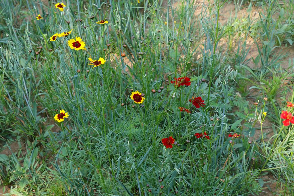 Coreopsis tinctoria at mga oats na lumalaki sa koridor ng wildlife ng pugo.