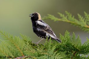 Isang bobolink sa isang puno