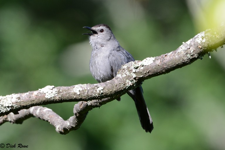Isang imahe ng isang kulay abong catbird sa isang sanga
