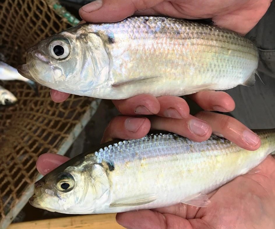 Isang imahe na nagpapakita ng pagkakaiba sa pagitan ng Alewife at blueback herring; ang alewife ay may mas malaking mata na grater ang diameter pagkatapos ay ang distansya sa pagitan ng mata at tuktok ng nguso.