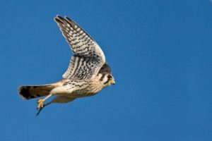 Isang imahe ng isang American Kestrel sa Flight