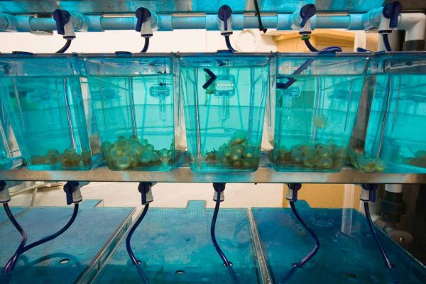 I-click para palawakin ang larawan